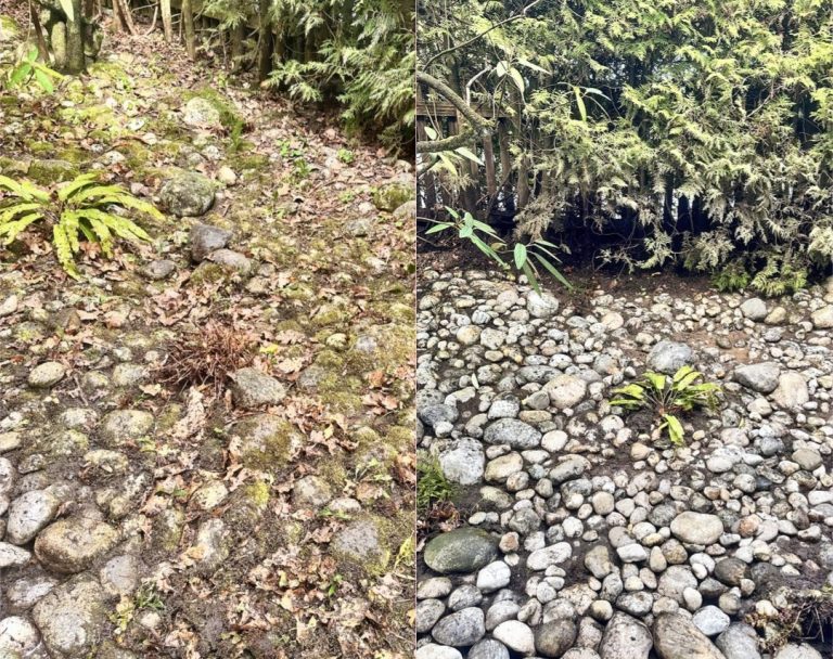 Vorher / Nacher 
Zwei Abschnitte eines steinigen, mit Pflanzen bewachsenen Geländes welches wir gereinigt haben.